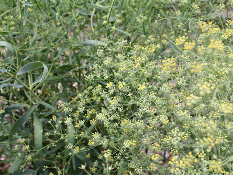 Bupleurum scorzoneraefolium var. stenophyllum