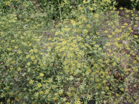 Bupleurum scorzoneraefolium var. stenophyllum