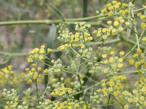 Bupleurum scorzoneraefolium var. stenophyllum