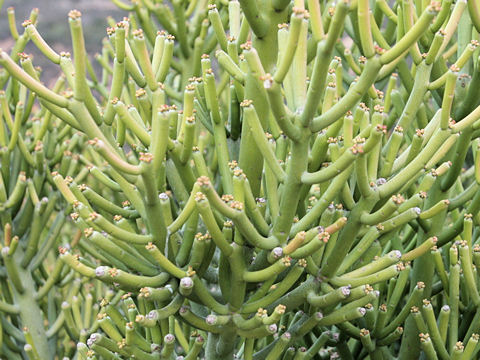 Euphorbia tirucalli