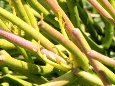 Euphorbia tirucalli