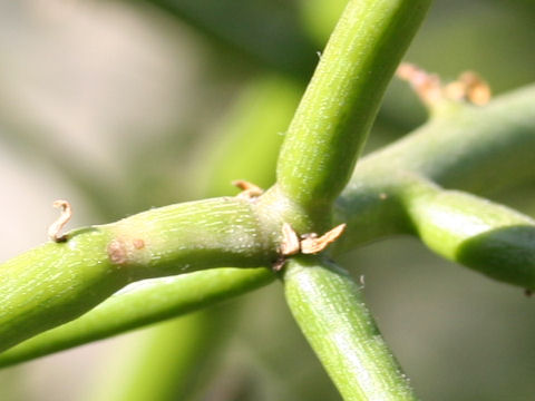 Euphorbia tirucalli