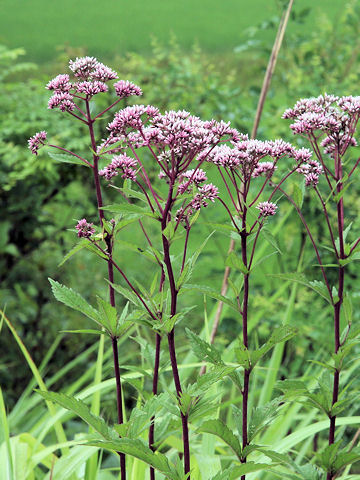 Eupatorium lindleyanum var. trisectifolium