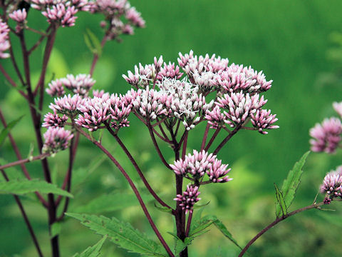 Eupatorium lindleyanum var. trisectifolium