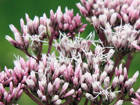 Eupatorium lindleyanum var. trisectifolium