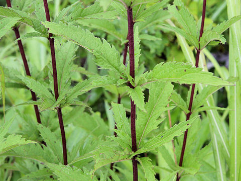 Eupatorium lindleyanum var. trisectifolium