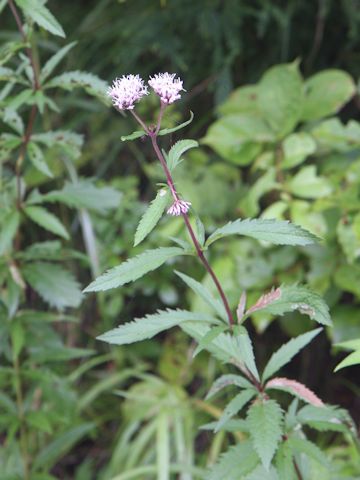 Eupatorium lindleyanum var. trisectifolium