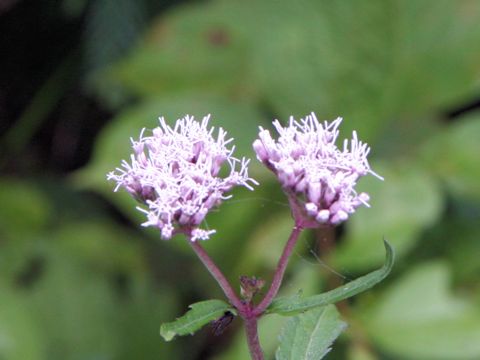 Eupatorium lindleyanum var. trisectifolium