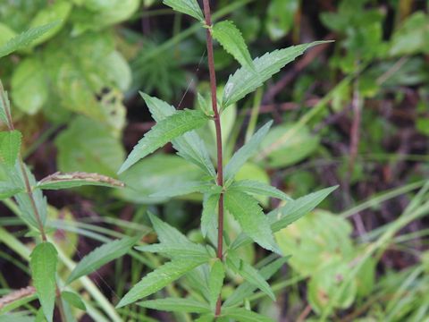 Eupatorium lindleyanum var. trisectifolium