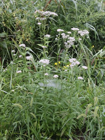 Eupatorium lindleyanum var. trisectifolium