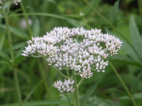 Eupatorium lindleyanum var. trisectifolium