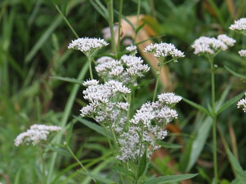 Eupatorium lindleyanum var. trisectifolium