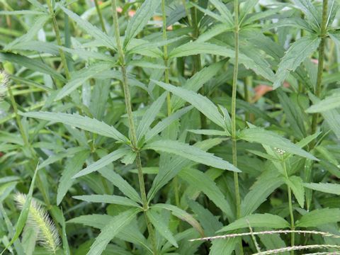 Eupatorium lindleyanum var. trisectifolium