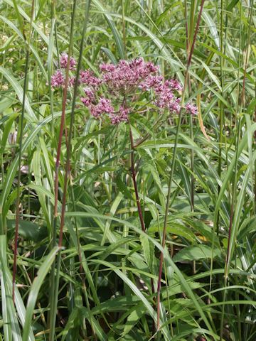 Eupatorium lindleyanum var. trisectifolium