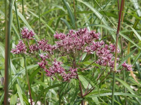 Eupatorium lindleyanum var. trisectifolium