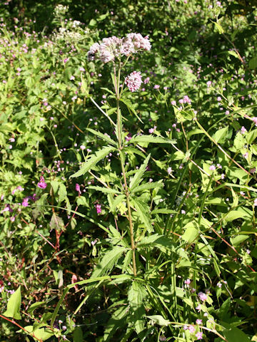 Eupatorium lindleyanum var. trisectifolium