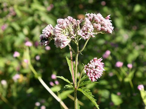 Eupatorium lindleyanum var. trisectifolium