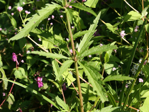 Eupatorium lindleyanum var. trisectifolium