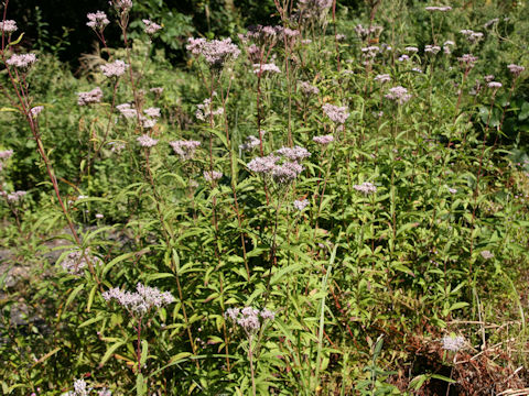 Eupatorium lindleyanum var. trisectifolium