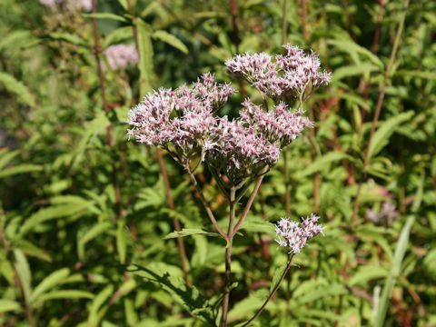 Eupatorium lindleyanum var. trisectifolium