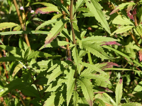 Eupatorium lindleyanum var. trisectifolium