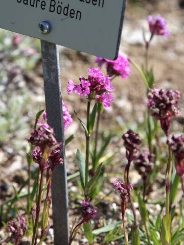 Lychnis alpina