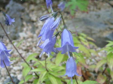 Adenophora nikoensis var. stenophylla