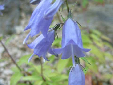 Adenophora nikoensis var. stenophylla