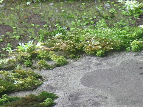 Ranunculus nipponicus var. japonicus