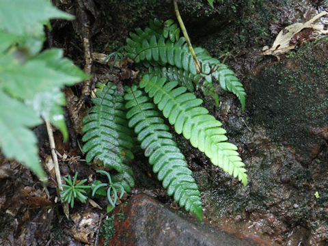 Blechnum castaneum