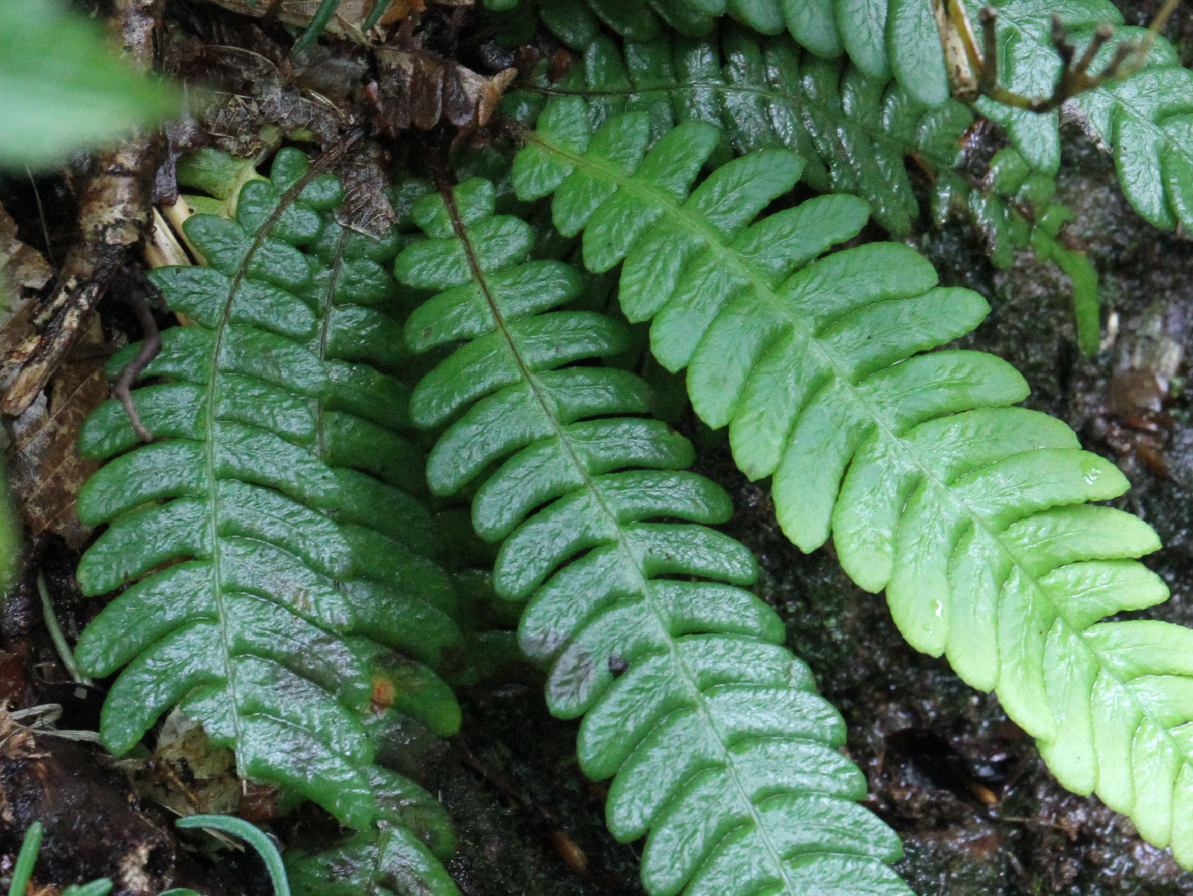 Blechnum castaneum