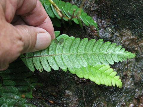 Blechnum castaneum