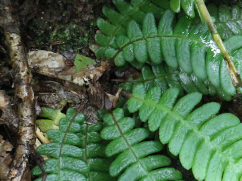 Blechnum castaneum