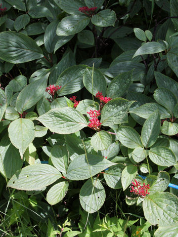 Viburnum uceolatum f. procumbens