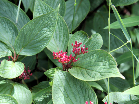 Viburnum uceolatum f. procumbens
