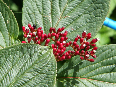 Viburnum uceolatum f. procumbens