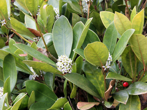 Skimmia japonica