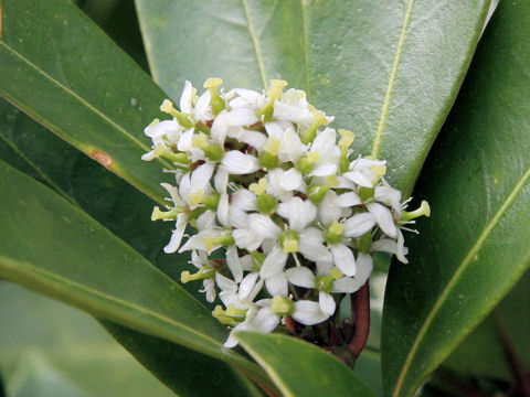 Skimmia japonica