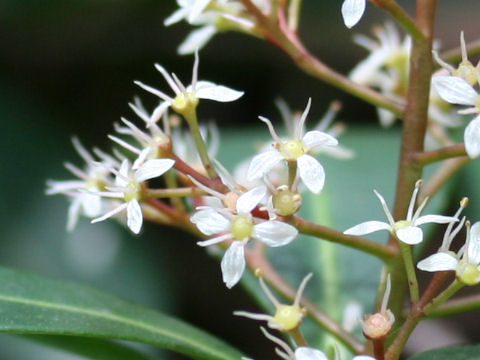 Skimmia japonica