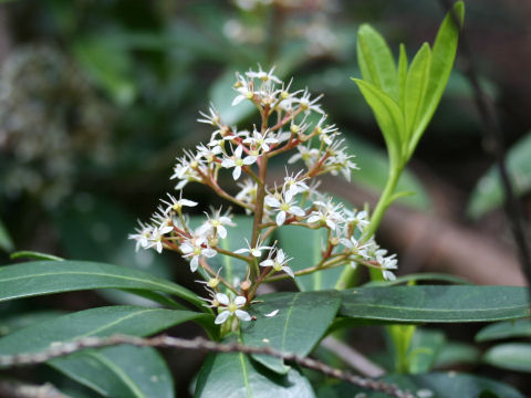 Skimmia japonica