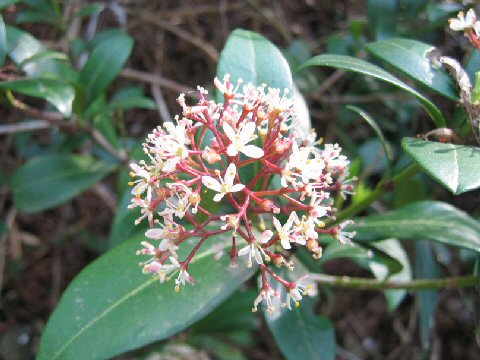 Skimmia japonica