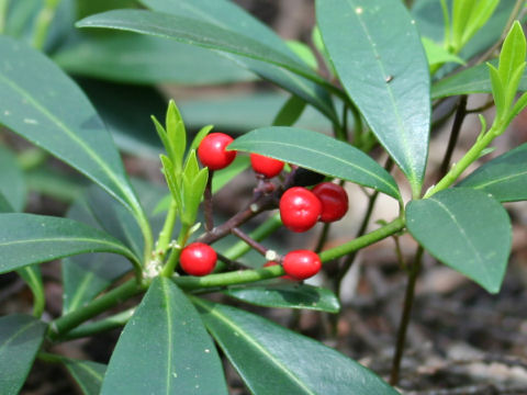 Skimmia japonica