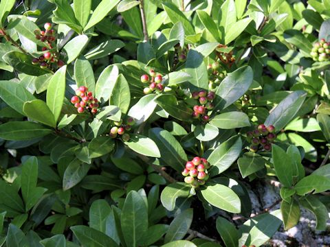 Skimmia japonica