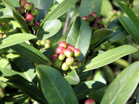 Skimmia japonica