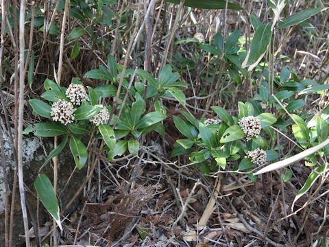 Skimmia japonica