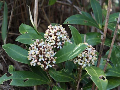 Skimmia japonica