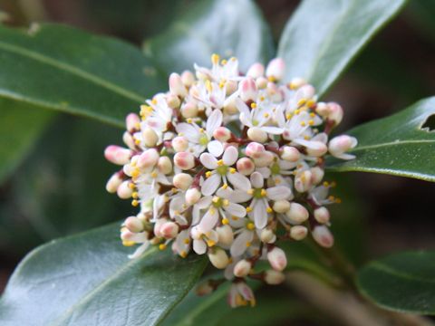 Skimmia japonica