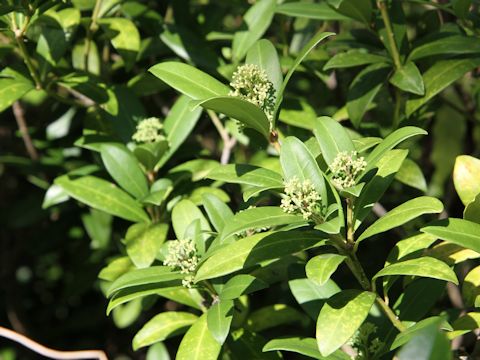 Skimmia japonica