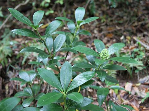 Skimmia japonica