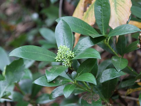 Skimmia japonica